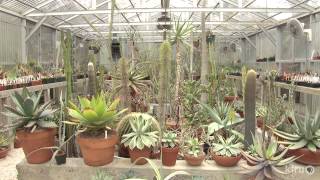 Cactus and succulent garden and greenhouses  Bob Barth  Central Texas Gardener [upl. by Koerner]