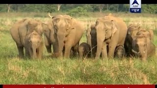 Jungle Watch how wild elephants are tamed [upl. by Eca]