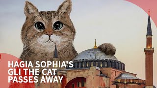 Turkey’s famous Hagia Sophia mosque cat Gli passes away [upl. by Lore]