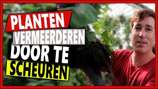 DE JUISTE MANIER OM PLANTEN TE VERMEERDEREN DOOR SCHEUREN  Week 39  Vlog 105  planten scheuren [upl. by Tirzah]