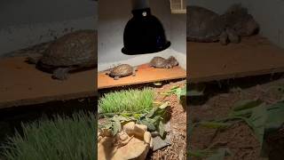 New winter home for my turtles Rhinoclemmys woody and pecker turtle queaquatics woodturtle [upl. by Chellman147]