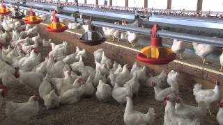 South Georgia Farm Produces Eggs For Poultry Industry [upl. by Kahlil452]