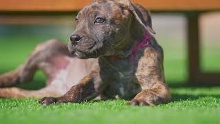 Brindle Boerboel Puppies Available [upl. by Ona]