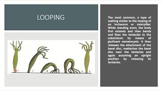 Biology  Phylum Cnidaria  Locomotion in Hydra [upl. by Nitneuq719]