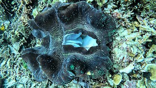 Spectacular creatures the giant clams ALMEJAS GIGANTES criaturas espectaculares Dampimage1 [upl. by Aklog]