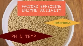 Practicals on Factors Effecting Enzyme Activity [upl. by Adlihtam582]