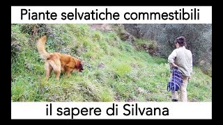 piante selvatiche commestibili  il sapere di Silvana [upl. by Horatia502]