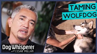 Taming Aggressive Wolf Puppy with Cesar Millan  Dog Whisperer [upl. by Lladnor]