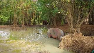 Free range farming  American Duroc [upl. by Salba]