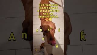 Dog love is indescribable doglife puppy funny dog dogs doglover Audiofire lizenzfreie Musik [upl. by Hedelman]