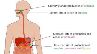 Digestive Enzymes  IntroductionAmylaseProteaseLipase [upl. by Enohs255]