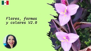 Flores formas y colores V20 [upl. by Mccreary755]