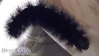 Hypercompe scribonia caterpillar Arctiidae Eyed Tiger Moth [upl. by Tisbe]