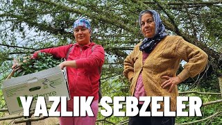 YAZLIK SEBZE DİKİMİ [upl. by Trygve]