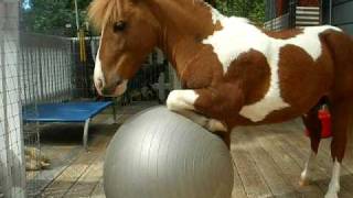 Mini Horse playing with his exercise ball [upl. by Silvano]