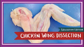 Chicken Wing Dissection  Spread Your Wings EDU [upl. by Neri940]