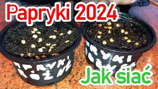 🫑Papryka🌶 2024  jak siać paprykę na rozsadę  wysiew papryki słodkich i ostrej odmiany z nasion [upl. by Carmine]