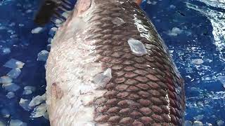 Ruhu Fish Cutting Skills In Bangladesh Fish Market  Fish Cutting Skills 2024 [upl. by Che]