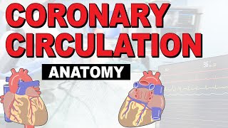 The Anatomy of the Coronary Circulation [upl. by Nwhas]