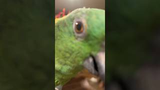 foryou pets parrots funnyvideo [upl. by Norrej]