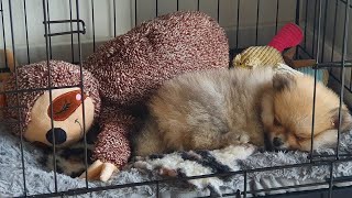 8 Week Old Pomeranian Puppy  FIRST WEEK AT HOME [upl. by Nylssej]