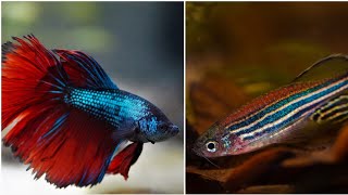 Can zebra fish and betta live together can male betta and zebra danio share the same fish tank [upl. by Ahsenit208]