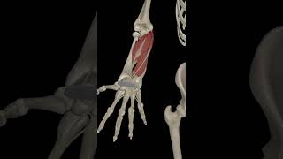 Wrist Joint Flexion anatomy science humananatomy [upl. by Amalberga]