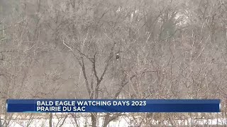 Bald Eagle Watching Days 2023 [upl. by Annohsal]