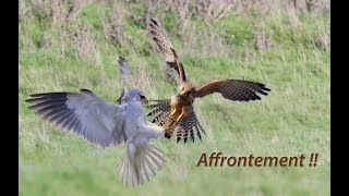 Affrontement élanion blanc contre faucon crécerelle [upl. by Alesig89]