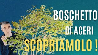 COME MANTENERE un boschetto BONSAI di ACERI GIAPPONESI [upl. by Ahsiadal]