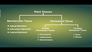 Plant Tissues  Part II Meristematic  Permanent Tissues  Class 9 Biology [upl. by Carnahan]