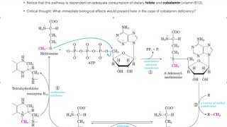 Amino Acid Metabolism  the Methionine SAM Cycle [upl. by Henson755]