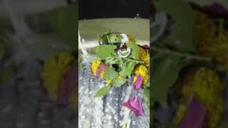 Vaidyanath Jyotirlinga। Dwadash Jyotirlinga Stotram  Stotram shorts shortsvideo chaitaleechhaya [upl. by Adalard]