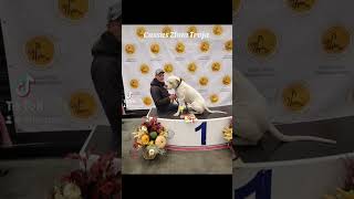 Cassus Zlota Troja dogo argentino Lithuania [upl. by Ococ]