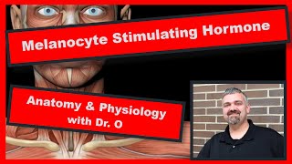 Melanocyte Stimulating Hormone Anatomy and Physiology [upl. by Acinat]