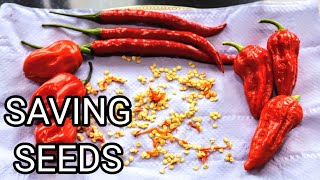 How To Save Chilli Pepper Seeds  Harvesting seeds to grow chilli plants at home [upl. by Eiznek]