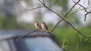 Indian silverbill [upl. by Treulich]