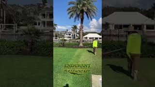 Recovering from Hurricane Ian lawn realestate hurricane lawnpaint [upl. by Aer]