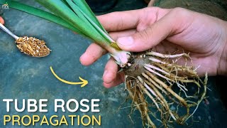 How to Grow Tuberose Plant  Tuberose Propagation [upl. by Nilyad]