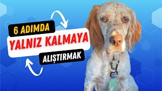 6 Adımda Köpeğinizi Evde Yalnız Kalmaya Alıştırın  Ayrılık Anksiyetesi Köpek Eğitim Videoları [upl. by Krall358]