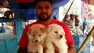 GALIFF STREET CHEAPEST PET DOG MARKET KOLKATA INDIA JANUARY 2018 VISIT  CUTE DOG PUPPY [upl. by Sukey447]