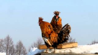 PAVLOV ROOSTERS SING cockadoodledoo ПЕТУХИ ПОЮТ КУКАРЕКУ [upl. by Pascoe]