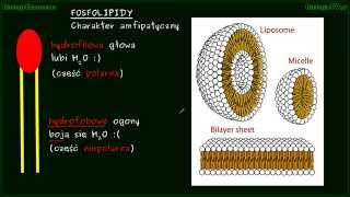 Błona komórkowa cz1  błony plazmatyczne plazmolema fosfolipidy [upl. by Leugimsiul]