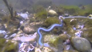 Seeringelwurm Nereis diversicolor laichen schwärmen GoPro Hero 3 Unterwasseaufnahme Ragworm [upl. by Ermengarde]