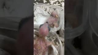 African grey parrot chick hand feed greyparrots parrot birds bird [upl. by Lissak]