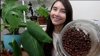 Trying Houseplant Hydroponics  Monsteras In Clay Leca Balls [upl. by Trefler625]