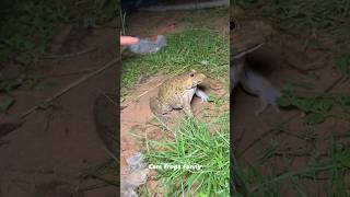 Boing boing catch frogs funny make you laugh  funny catching frogs  catch frogs make U fun shorts [upl. by Johppa]