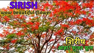 An amazing flower sirish  निकै मन लोभ्याउने शिरीषको फूल  हेर्नुहोस् कति लोभलाग्दो फुलेको [upl. by Eudo]