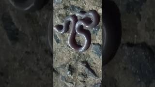 snake mre Ghar Mai aaya hai😱😱😱youtubeshorts [upl. by Celeski]