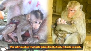 The monkey was seriously injured in the back it cried out in pain but the mother monkey didnt know [upl. by Lilaj]